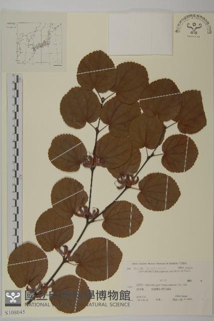 連香樹藏品圖，第1張