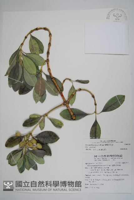 蘭嶼念珠藤藏品圖，第1張