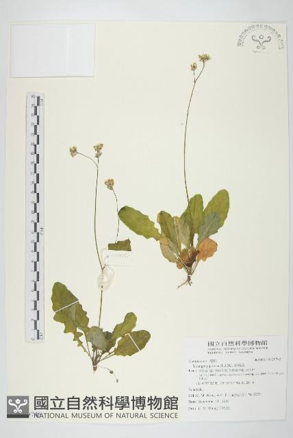 黃鵪菜藏品圖，第1張