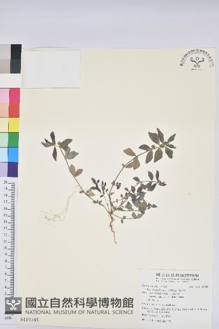 飛揚草藏品圖，第1張