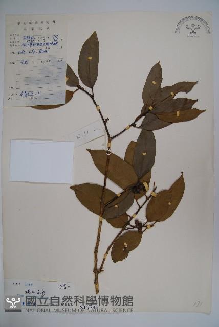 臺灣糊樗藏品圖，第1張