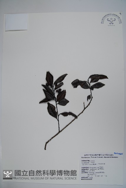 忍冬葉冬青藏品圖，第1張
