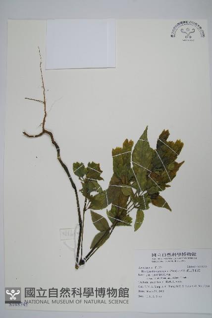 直立半插花藏品圖，第1張