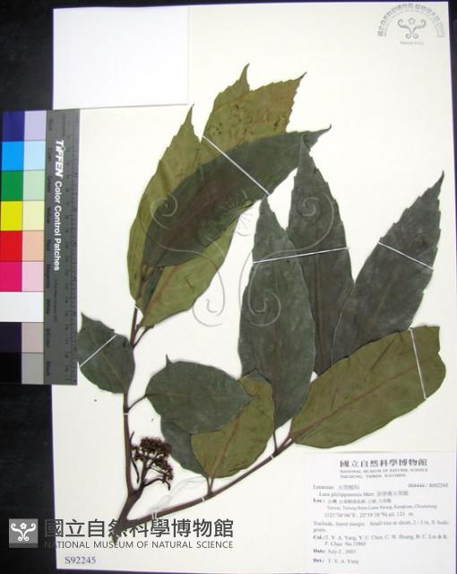 菲律賓火筒樹藏品圖，第1張