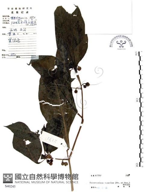 龍珠藏品圖，第1張