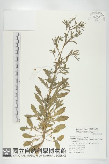 獨行菜藏品圖，第1張