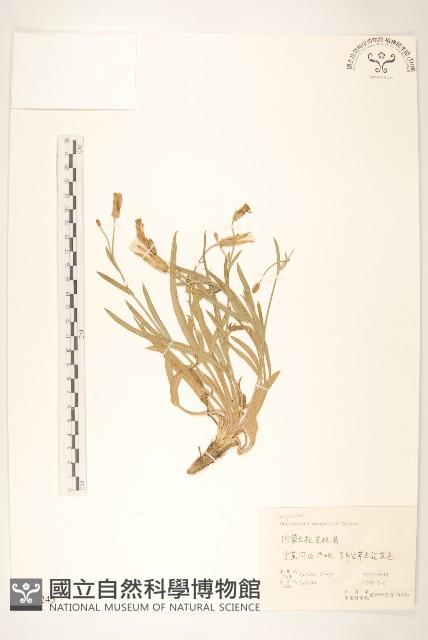 蒙古鴉蔥藏品圖，第1張