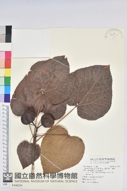 廣東油桐、皺桐藏品圖，第1張