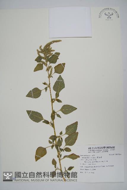 野莧菜藏品圖，第1張