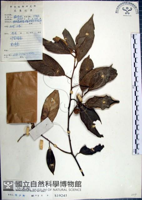 紅皮、葉下白、赤仔尾藏品圖，第1張