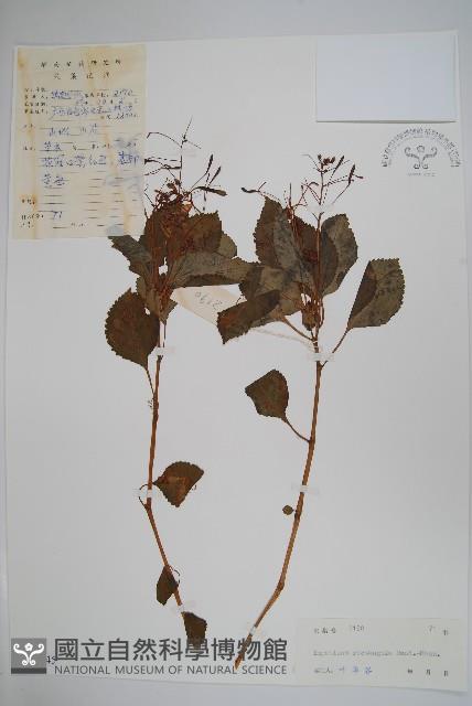 直角鳳仙花藏品圖，第1張