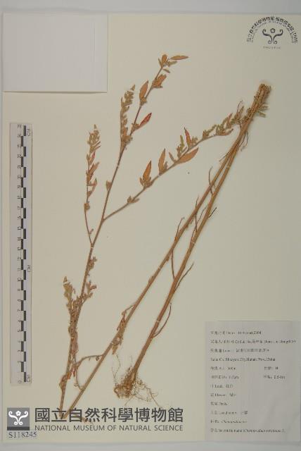 小葉藜藏品圖，第1張