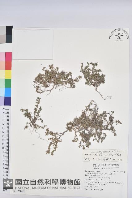 千根草藏品圖，第1張