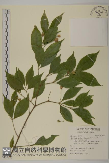 大丁黃藏品圖，第1張