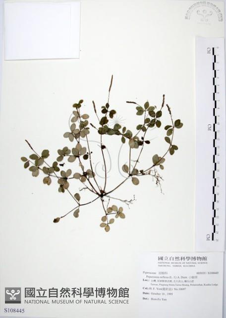 小椒草藏品圖，第1張