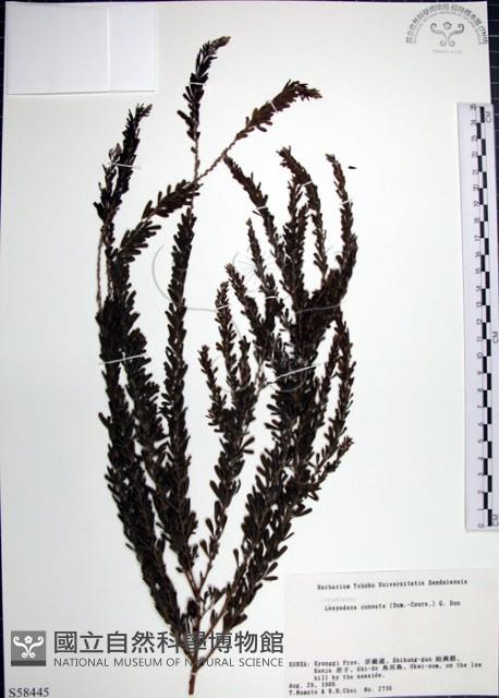 鐵掃帚、千里光藏品圖，第1張