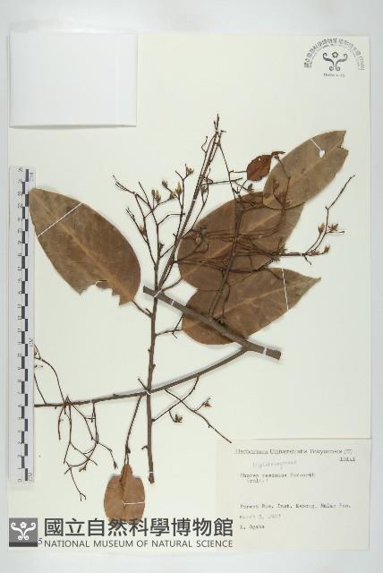 登錄號:S082145藏品圖，第1張