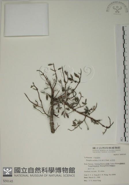 水芫花藏品圖，第1張