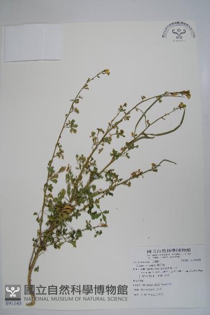 向天黃藏品圖，第1張