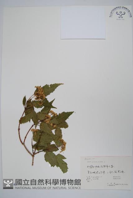 華北茶條槭藏品圖，第1張