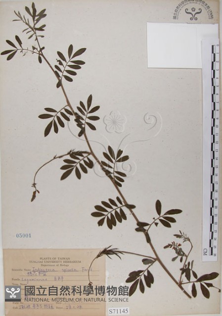 穗花木藍藏品圖，第1張