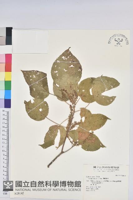 紅頭鐵莧、蘭嶼鐵莧藏品圖，第1張