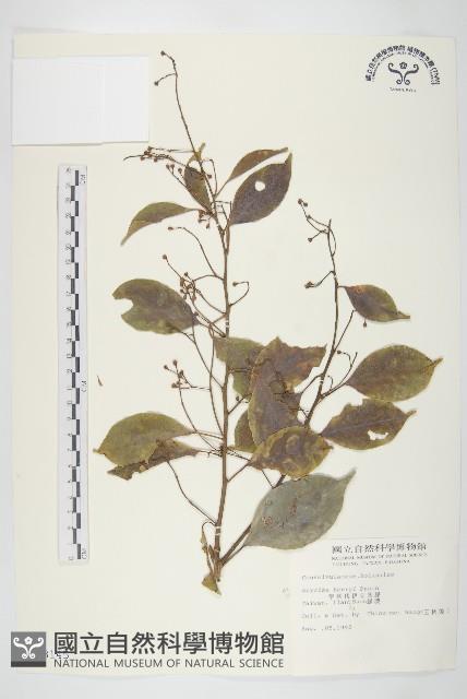 亨利氏伊立基藤藏品圖，第1張