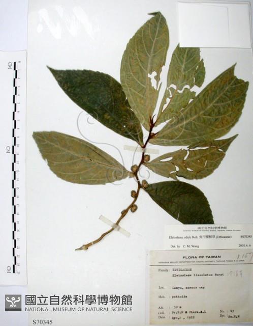 食用樓梯草藏品圖，第1張