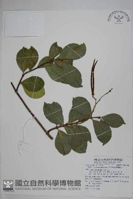 蘭嶼絡石藏品圖，第1張