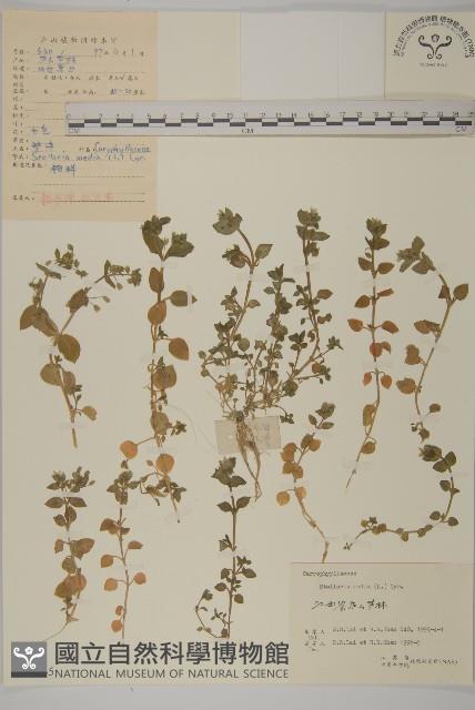 繁縷藏品圖，第1張