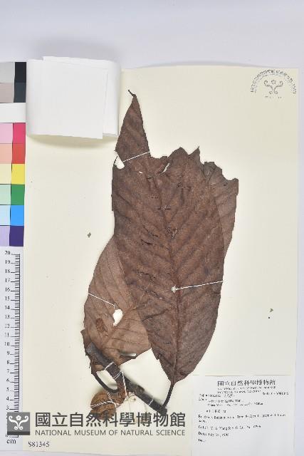 登錄號:S081345藏品圖，第1張