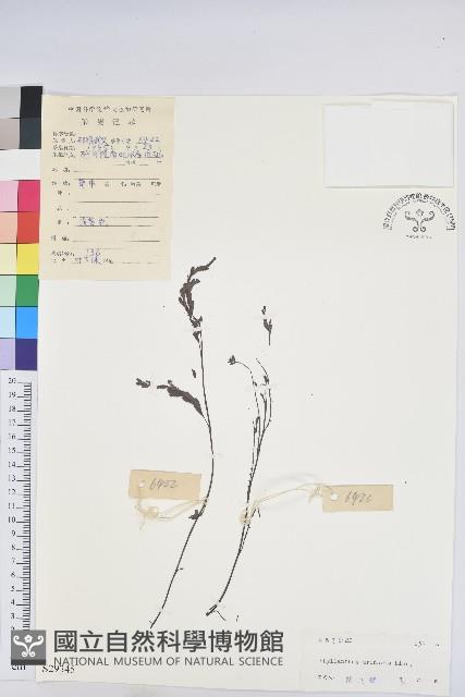 葉下珠、珠仔草藏品圖，第1張