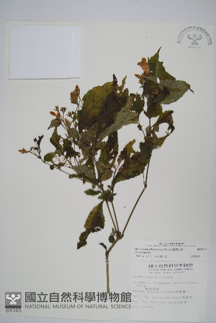 臺灣馬藍藏品圖，第1張