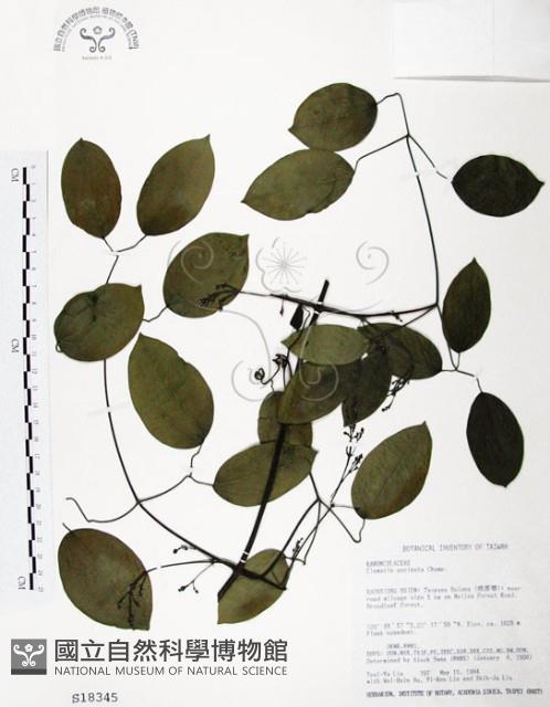 柱果鐵線蓮藏品圖，第1張