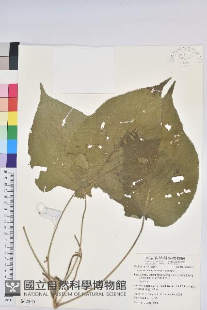 紅頭鐵莧、蘭嶼鐵莧藏品圖，第1張