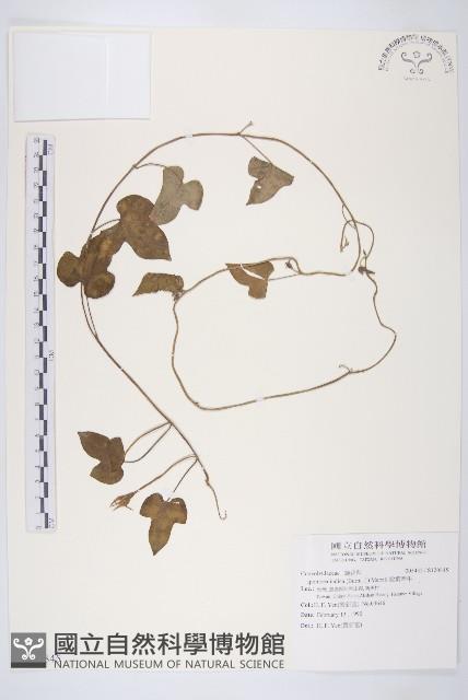 銳葉牽牛藏品圖，第1張