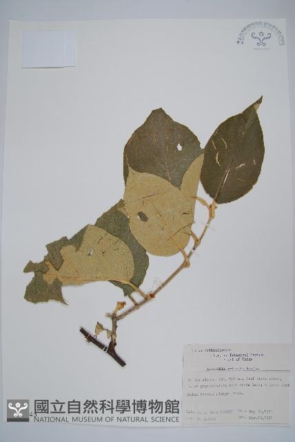 毛花楊桃藏品圖，第1張