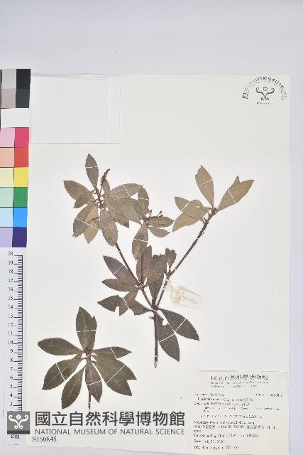 臺灣馬醉木藏品圖，第1張