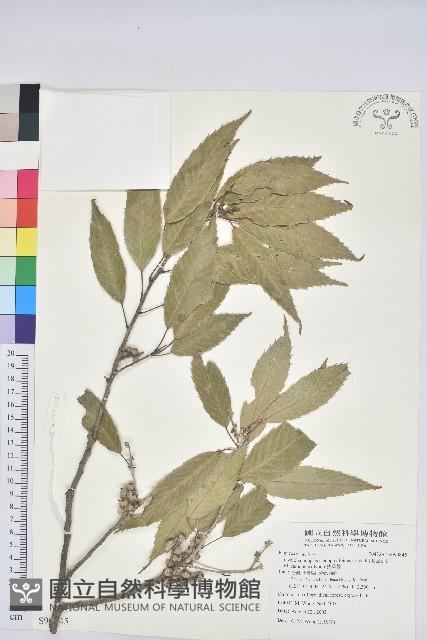 狹葉櫟藏品圖，第1張