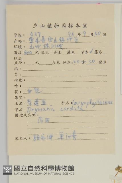 亮葉楊桐藏品圖，第1張