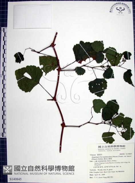 漢氏山葡萄藏品圖，第1張