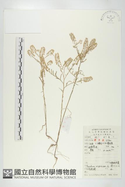 獨行菜藏品圖，第1張