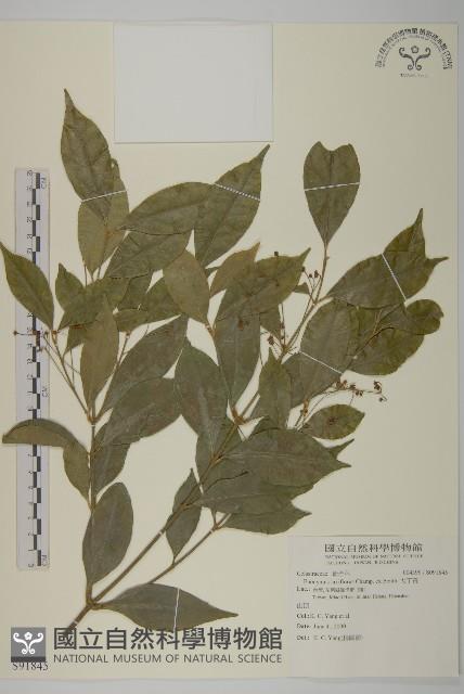 大丁黃藏品圖，第1張