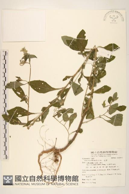 一枝香藏品圖，第1張