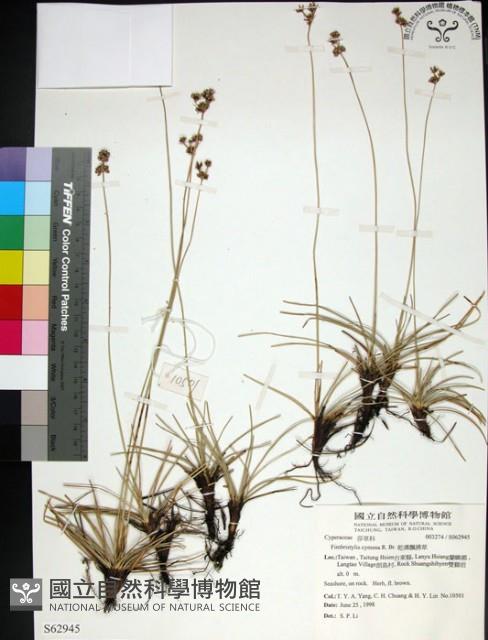 乾溝飄拂草藏品圖，第1張