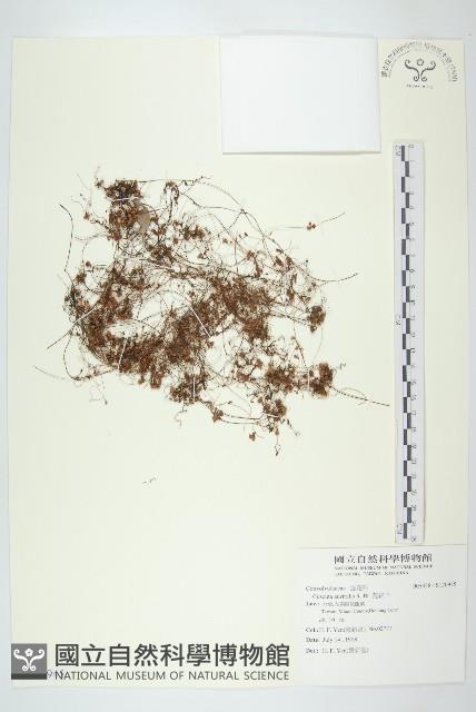 菟絲子藏品圖，第1張