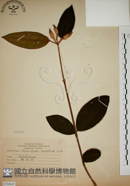 野牡丹藏品圖，第1張