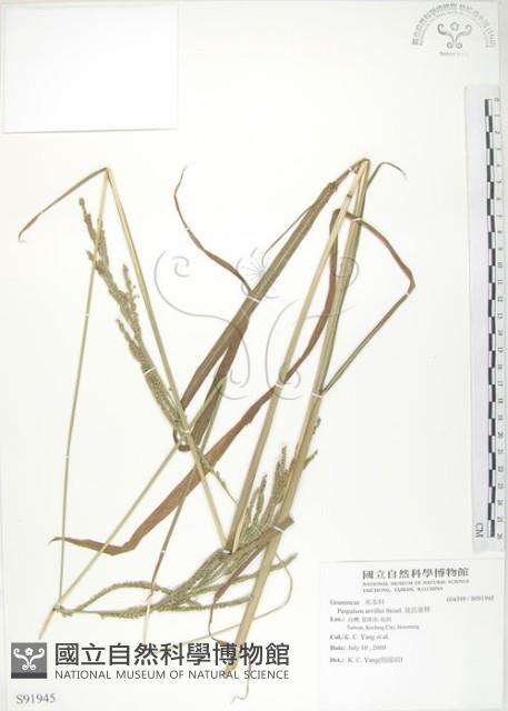 吳氏雀稗藏品圖，第1張