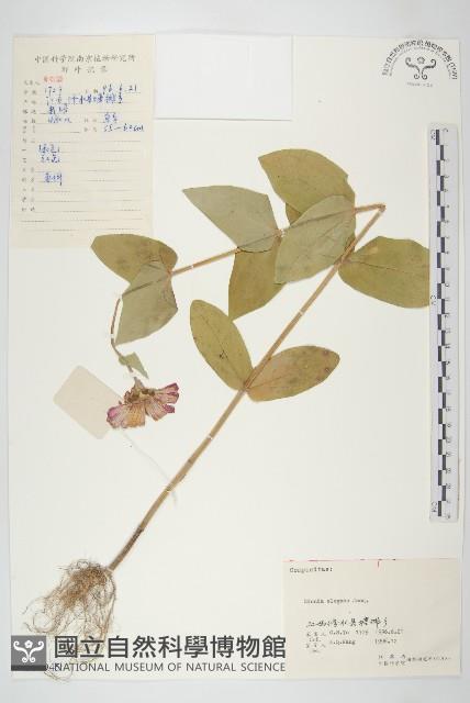 百日菊藏品圖，第1張