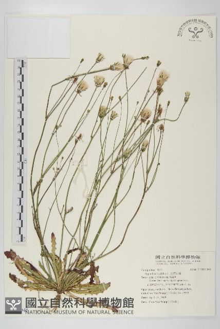 光貓兒菊藏品圖，第1張